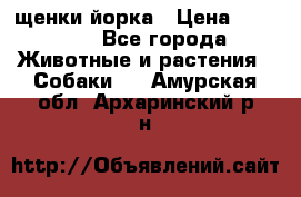 щенки йорка › Цена ­ 15 000 - Все города Животные и растения » Собаки   . Амурская обл.,Архаринский р-н